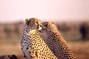 Picture 'KT1_43_07 Cheetah, Cub, Tanzania, Serengeti'